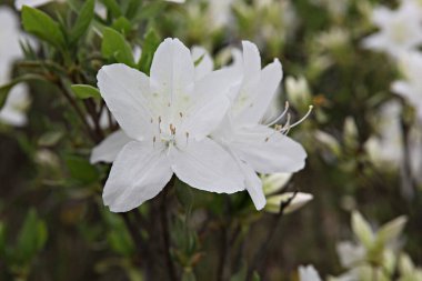  parkta çiçeklenme çiçekler