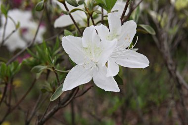  parkta çiçeklenme çiçekler