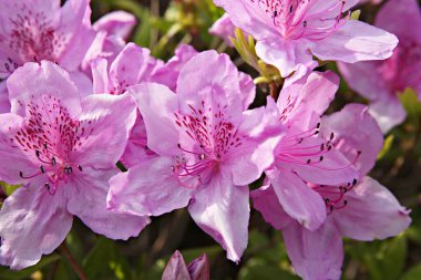  parkta çiçeklenme çiçekler