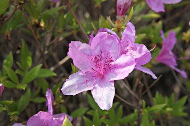  parkta çiçeklenme çiçekler