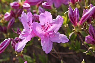  parkta çiçeklenme çiçekler