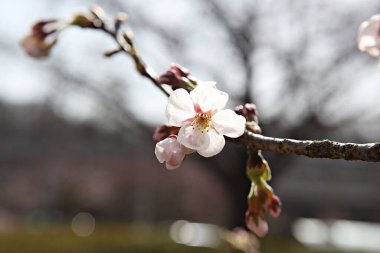  parkta çiçeklenme çiçekler