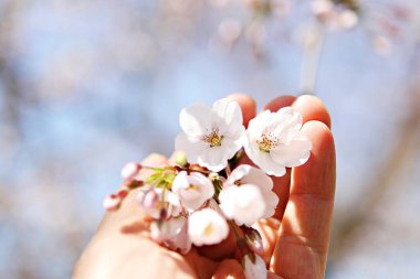  parkta çiçeklenme çiçekler