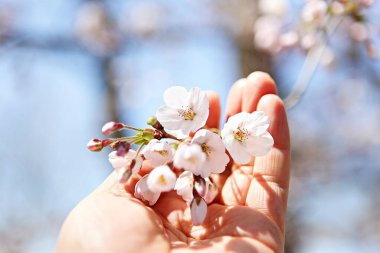  parkta çiçeklenme çiçekler