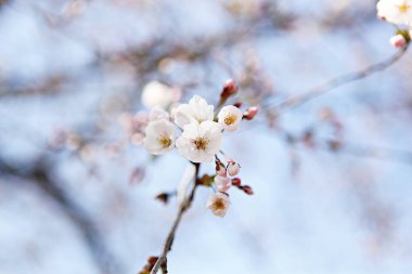  parkta çiçeklenme çiçekler