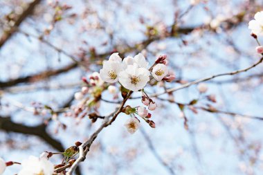  parkta çiçeklenme çiçekler