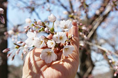  parkta çiçeklenme çiçekler