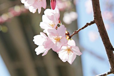  parkta çiçeklenme çiçekler