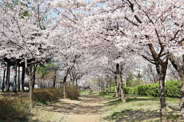  parkta çiçeklenme çiçekler