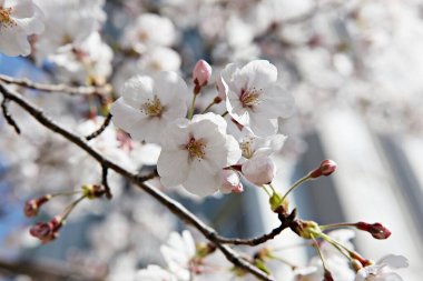  parkta çiçeklenme çiçekler