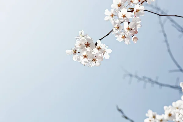 Fiori Che Sbocciano Nel Parco — Foto Stock