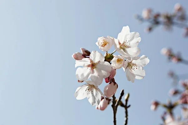 Fleurs Fleurissant Dans Parc — Photo