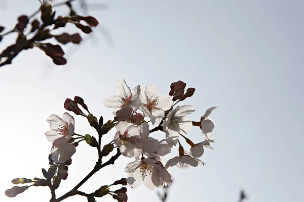 Flores Florescendo Parque — Fotografia de Stock