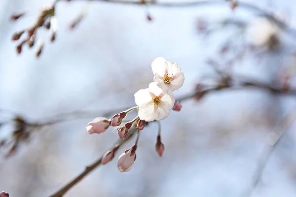 Fiori Che Sbocciano Nel Parco — Foto Stock