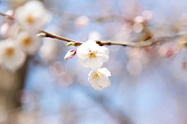 Blommor Som Blommar Parken — Stockfoto