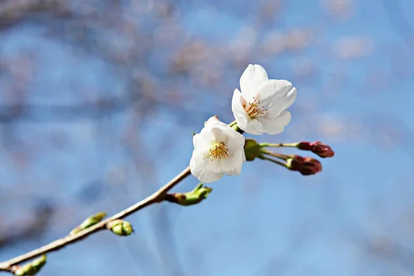 Flowers Blooming Park — Stock Photo, Image