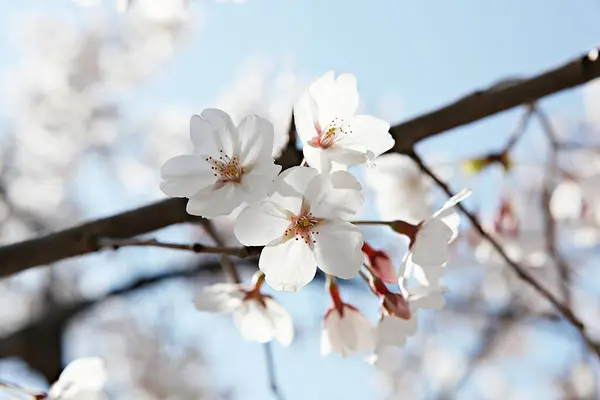 Fiori Che Sbocciano Nel Parco — Foto Stock