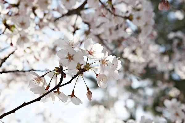 Fiori Che Sbocciano Nel Parco — Foto Stock