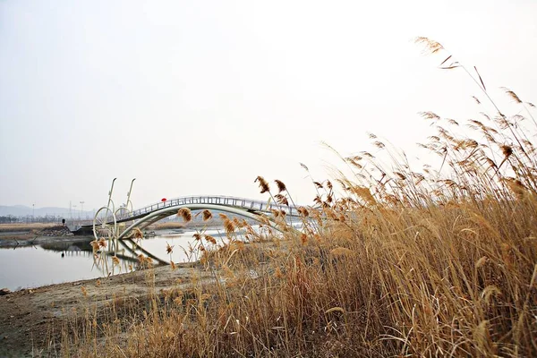 韓国の生態公園として保護されています — ストック写真