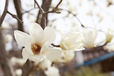  parkta çiçeklenme çiçekler