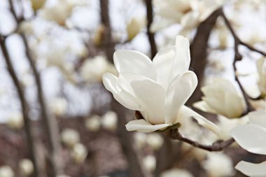  parkta çiçeklenme çiçekler