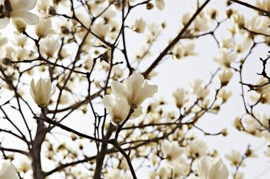  parkta çiçeklenme çiçekler