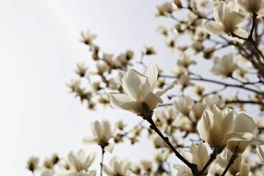  parkta çiçeklenme çiçekler