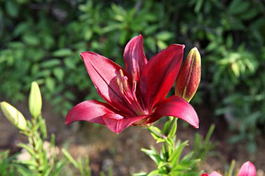  parkta çiçeklenme çiçekler