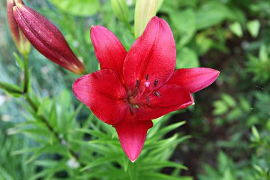  parkta çiçeklenme çiçekler