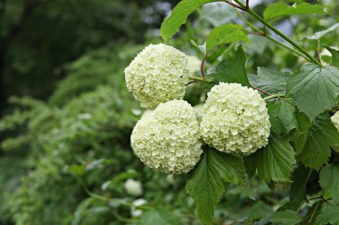  parkta çiçeklenme çiçekler