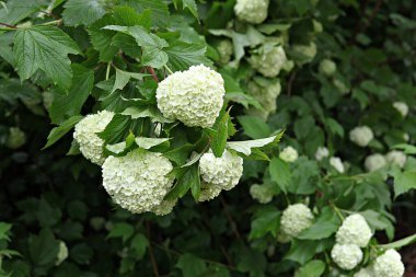  parkta çiçeklenme çiçekler