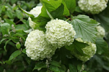  parkta çiçeklenme çiçekler