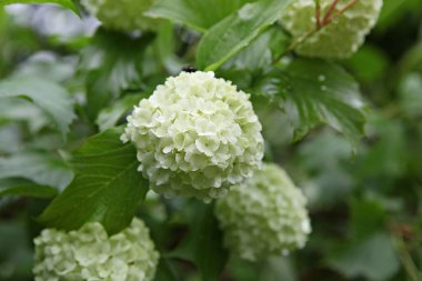  parkta çiçeklenme çiçekler