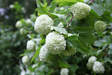  parkta çiçeklenme çiçekler