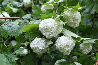  parkta çiçeklenme çiçekler