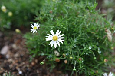  parkta çiçeklenme çiçekler