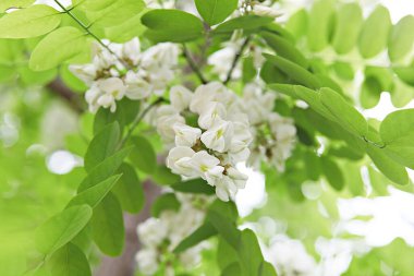  parkta çiçeklenme çiçekler