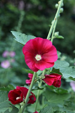  parkta çiçeklenme çiçekler