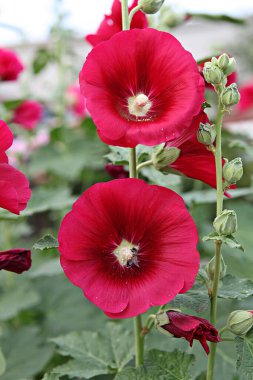  parkta çiçeklenme çiçekler