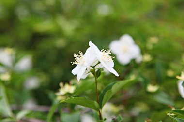  parkta çiçeklenme çiçekler