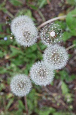   parkta çiçeklenme çiçekler