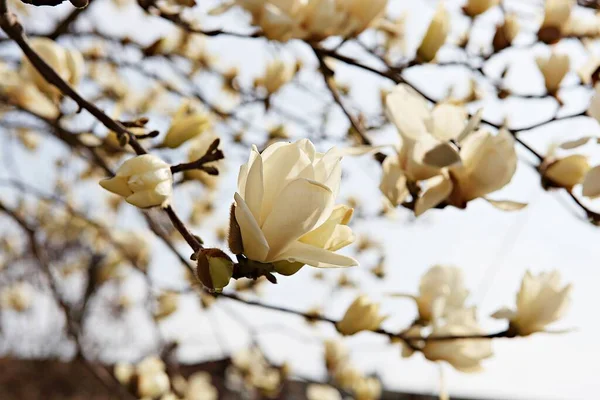 Flowers Blooming Park — Stock Photo, Image