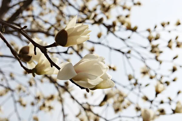 Flowers Blooming Park — Stock Photo, Image