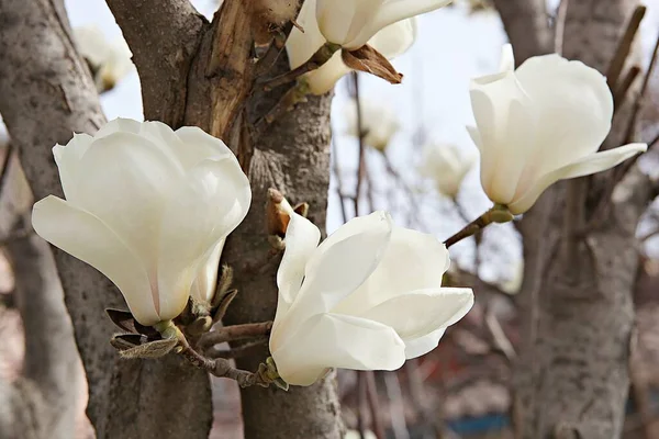 Flowers Blooming Park — Stock Photo, Image