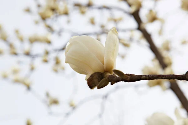 Flowers Blooming Park — Stock Photo, Image