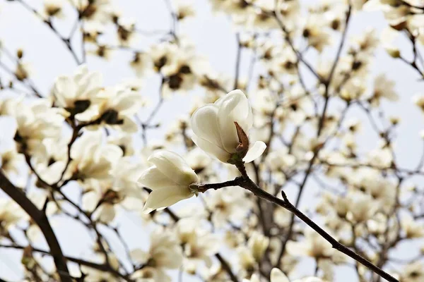 Flowers Blooming Park — Stock Photo, Image