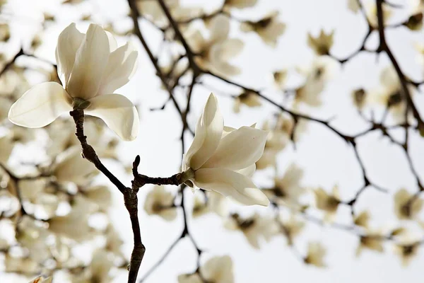 Flowers Blooming Park — Stock Photo, Image