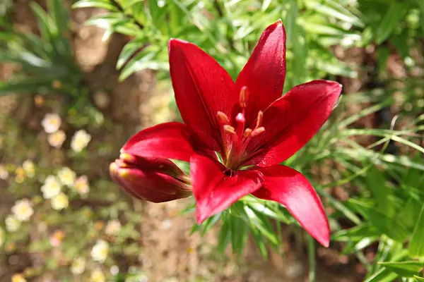 Flores Floreciendo Parque — Foto de Stock