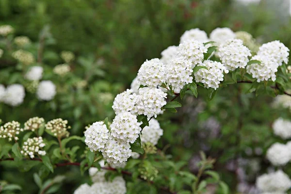 Blumen Blühen Park — Stockfoto