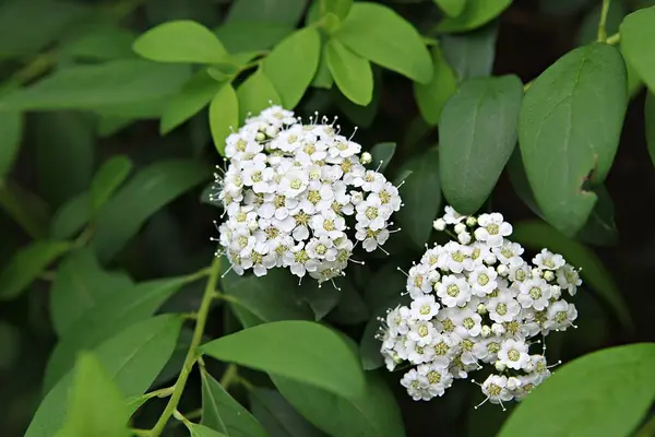 在公园里盛开的花 — 图库照片